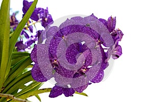 Purple orchid (Ascocenda Princess Mikasa) on white background photo