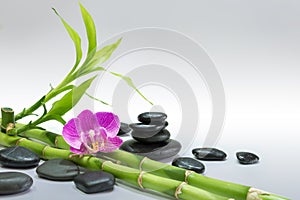 Purple orchid with bamboo and black stones - gray background