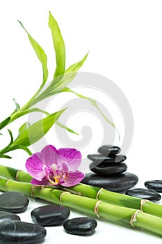 Purple orchid with bamboo and black stones - white background