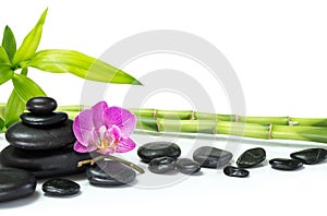 Purple orchid with bamboo and many stones