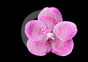 Purple orchid on black background