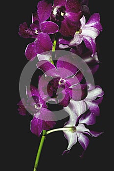 Púrpura orquídea sobre un fondo negro 