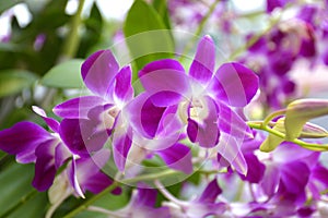 purple orchid blooming in garden Bangkok Thailand