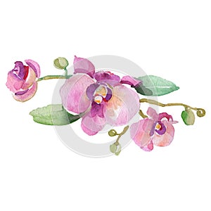 Purple orchid branch floral botanical flower. Watercolor background set. Isolated orchid illustration element.