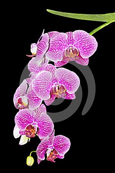 Purple orchid branch isolated on black background