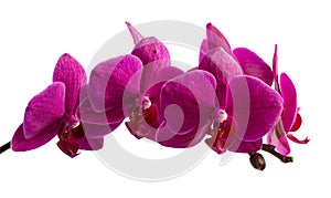 Purple orchid branch isolated on white background