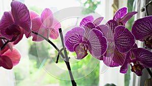 Purple orchid Bucharest and coral Narbonne. Home blooming plants and flowers.