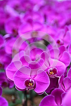 Purple orchid. Changi airport. Singapore