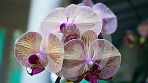 Purple orchid. Closeup of purple orchid flowers with stripe lines texture. Floral backgrounds. Spring flower background