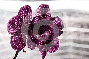 Purple orchid