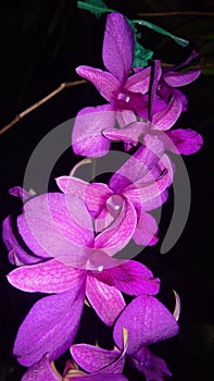 purple orchid in the dark