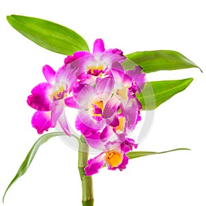 purple orchid dendrobium, cattleya with leaves is isolated on white background