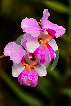 Purple orchid flower