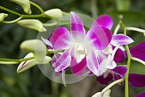 Purple orchid flower