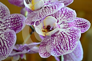 purple orchid flower