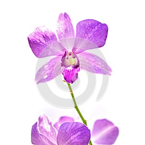 Purple Orchid Flower