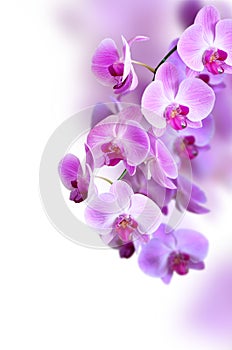 Purple orchid flower