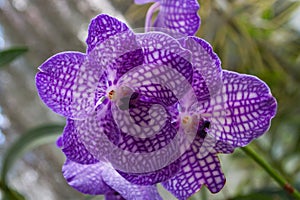 Purple orchid flower