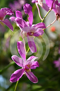 purple orchid flower blooming hanging on the tree in farm