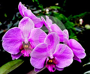 Purple Orchid Flower Blooms