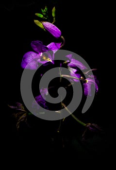 Púrpura orquídea flor floreciente Amazonas la jungla,, 