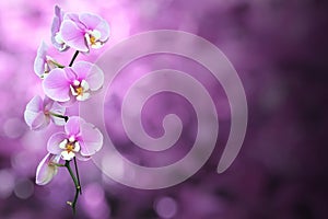 Purple Orchid flower with Clipping Path.