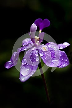 Purple Orchid Flower with dew drops