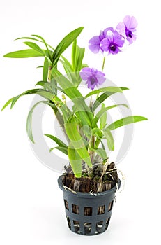 Purple orchid flower in flowerpot
