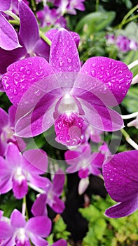Purple orchid flower at garden