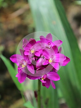 Purple orchid flower in the garden.