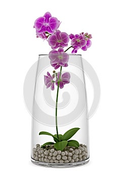 Purple orchid flower in glass vase isolated on white