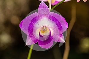 Purple Orchid Flower Growing In Spring Garden
