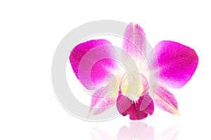 Purple orchid flower isolated on a white background