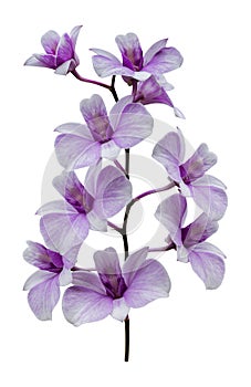 Purple orchid flower isolated on white background with clipping path