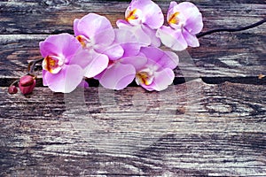 Purple orchid flower on old wood planks