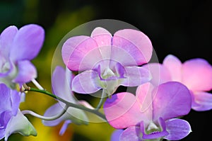 Purple orchid flower or orchidaceae