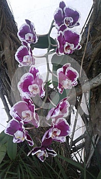 Purple Orchid Flower Nature Plants Trees photo