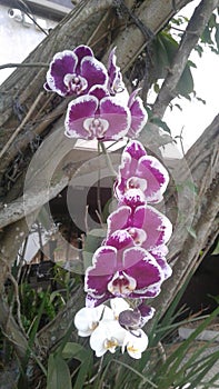 Purple Orchid Flower Nature Plants Trees photo