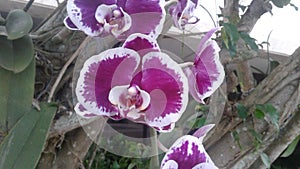 Purple Orchid Flower Nature Plants Trees photo