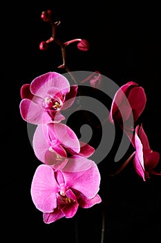 Purple orchid flower phalaenopsis, phalaenopsis or falah. Butterfly orchids. Violet orchid flower and blossoms. Pink Phalaenopsis