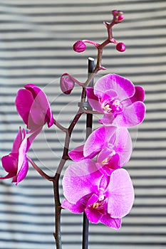 Purple orchid flower phalaenopsis, phalaenopsis or falah. Butterfly orchids. Violet orchid flower and blossoms. Pink Phalaenopsis