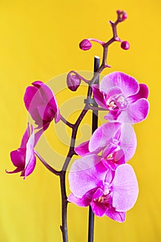 Purple orchid flower phalaenopsis, phalaenopsis or falah. Butterfly orchids. Violet orchid flower and blossoms. Pink Phalaenopsis