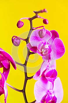 Purple orchid flower phalaenopsis, phalaenopsis or falah. Butterfly orchids. Violet orchid flower and blossoms. Pink Phalaenopsis