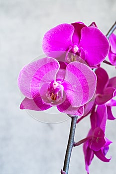 Purple orchid flower phalaenopsis, phalaenopsis or falah. Butterfly orchids. Violet orchid flower and blossoms. Pink Phalaenopsis