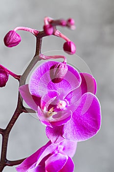 Purple orchid flower phalaenopsis, phalaenopsis or falah. Butterfly orchids. Violet orchid flower and blossoms. Pink Phalaenopsis