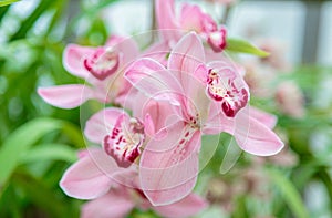 Purple orchid flower phalaenopsis, phalaenopsis or falah. Purple phalaenopsis flowers on the right. known as butterfly