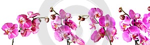 Set of purple orchid flower phalaenopsis, phalaenopsis or falah isolated on white background