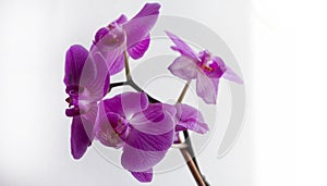 Purple orchid flower phalaenopsis, phalaenopsis or falah on a white background. Purple phalaenopsis flowers on the right. known as