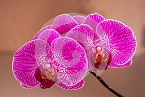 Purple orchid flower phalaenopsis with water drops. phalaenopsis or falah on a golden background.