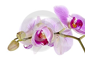 Purple orchid flower, Pink phalaenopsis moth orchid isolated on white background, with clipping path